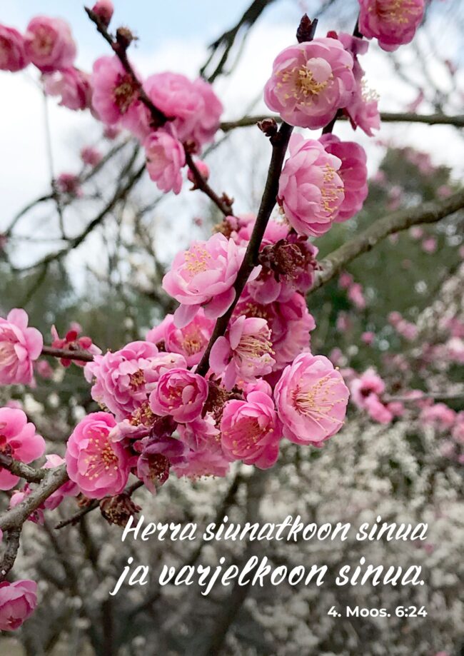 Vaal.p.kirsik.korttiSaijalta