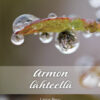 Armon-lahteella_highres-768x1068